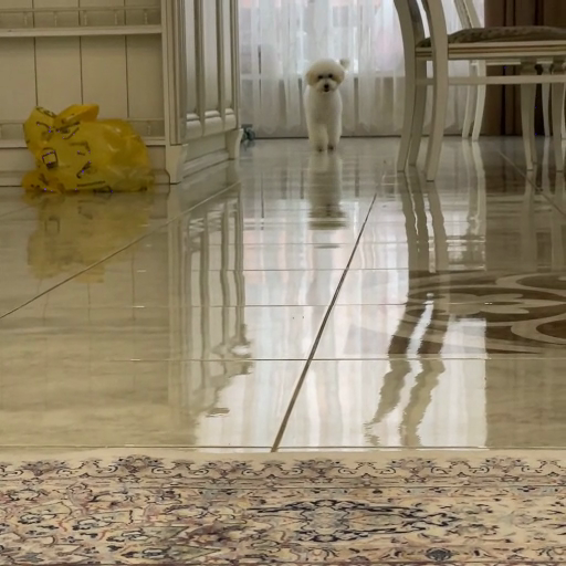 A_shiny,_reflective_floor_in_a_dining_area_with_a_cat_and_furniture_ours