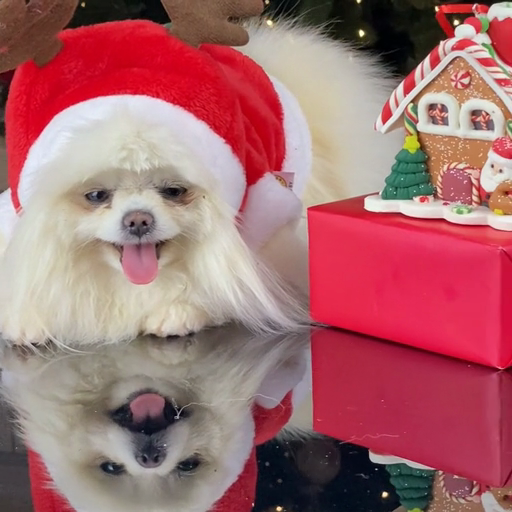 A_small_dog_in_festive_attire,_reflected_on_a_glossy_surface_ours