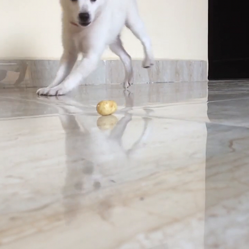 A_small_playful_dog_interacting_with_a_ball_on_a_polished_floor.,_cute_ours
