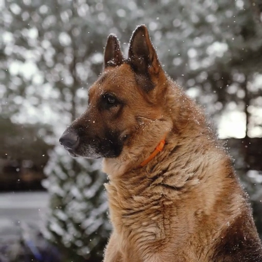 a_dog_in_the_snow_ours